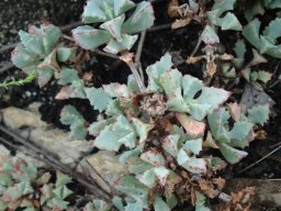 Oscularia